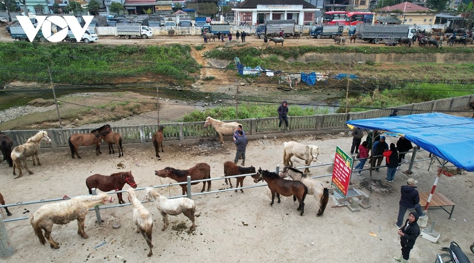 Horse market amid the mist in Bac Ha highlands